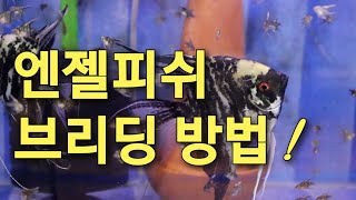 엔젤피쉬 브리더 직접 알려주는 - 엔젤 브리딩 방법