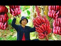 Harvesting Red Bananas Goes To Market Sell - Cooking, Daily life, Gardening, Farm