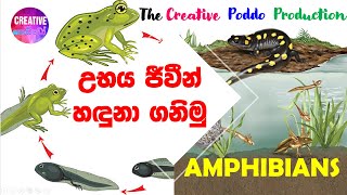 උභය ජීවීන් හඳුනා ගනිමු | Amphibians