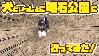 犬と一緒に明石公園に行ってみたら鳥が！！