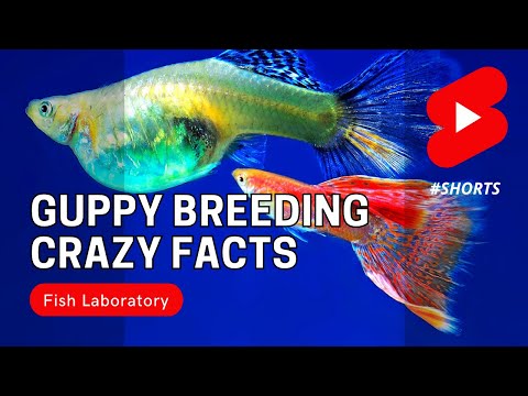 Can a guppy impregnate a Molly?