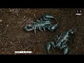 amazing facts about scorpion life science count