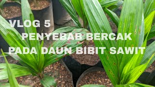 VLOG 5 : PENYEBAB BERCAK PADA DAUN BIBIT SAWIT DI NURSERY