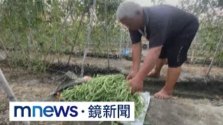 凱米襲台！　彰化農民搶收　北部市場菜價先漲｜#鏡新聞