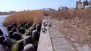 多摩川大師橋近くの水鳥