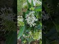 chinese ixora white ixora