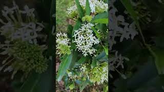 Chinese ixora | White ixora