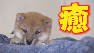 【豆柴】豆柴に、ひたすら癒される動画①【子犬】