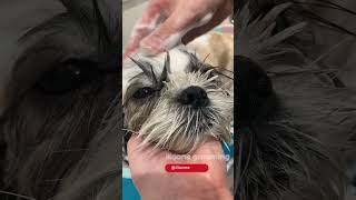 shih tzu face champoo | シーズーのお顔のシャンプー