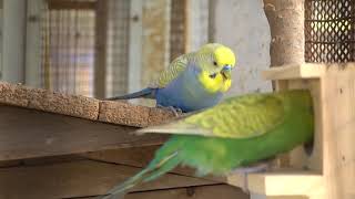 セキセイインコ（1）外来種（北本市） - Budgerigar - Wild Bird - 野鳥 動画図鑑