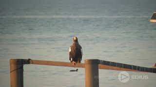 Steller's sea eagle