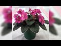 Relaxing slideshow of old pictures of beautiful African Violets