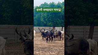 काँकरेज गाय की समझदारी देख हैरान हो जाएँगे आप | Kankrej Cow | Jayram Desai | Breeder #cow #shorts