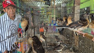 Datang Murai Medan Trotol Pastol Trucukan Sinchan Jalak Kebo AnisKembang Falk Kenari Lovebird Sanger