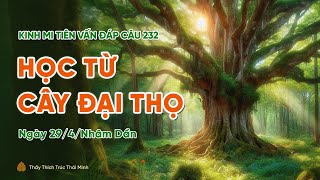 Học từ cây đại thọ | Kinh Mi Tiên Vấn Đáp câu 232 | Thầy Thích Trúc Thái Minh