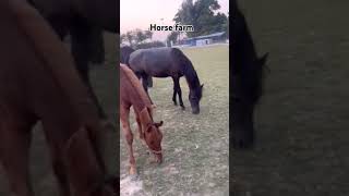 Horses loving movement #horse #horsefan #horsefarm #ghora #ghori #horses