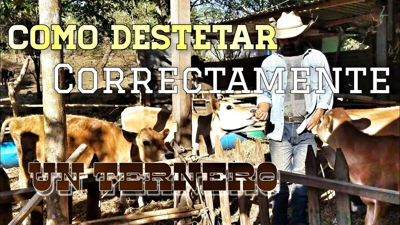 Cómo Destetar Correctamente Una Ternera O Becerro. - YouTube