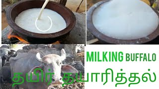 Milking buffalo and Making curd|| எருமை மாட்டு பாலினால் தயிர் தயாரித்தல்