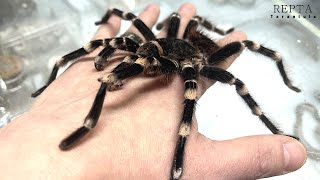 Danger of Tarantula Bites? 타란툴라에게 물릴까 봐 걱정인가요?