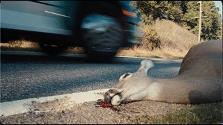 A Trucker and His Killer Dog