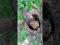 Amazing Bird Nest Video | Amazing Bird Feeding Food To Baby Bird