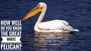 Great white pelican || Description, Characteristics and Facts!