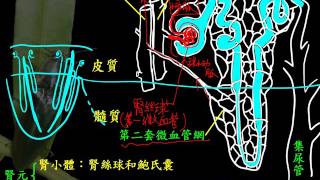 基礎生物3 3 08腎元的結構一博