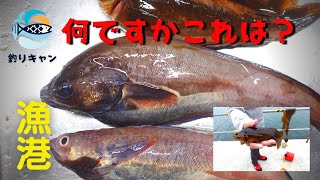 【釣り】北海道の魚？また初めての魚種！マスも跳ねてるのにー#16