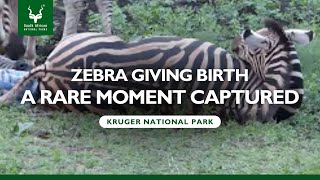 Zebra Giving Birth: A Rare Moment Captured at Kruger#Zebra #SANParks