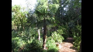 Where Palm Trees grow in Canada