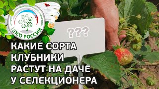 СОРТА КЛУБНИКИ. Какие сорта клубники выращивает на своей даче селекционер Айтжанова С.Д.