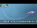 深海魚「リュウグウノツカイ」 2匹仲良く泳ぐ姿　福井の漁港に出現