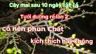 Tưới gốc lần 2 sau khi lặt lá,khi nào nên phun,tưới chất kích thích sinh trưởng 23/12/2022