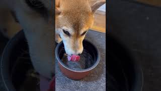 ASMR豪快に水飲む柴犬 #柴犬 #socute #dog #shiba #asmr