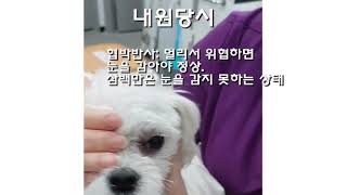 뜬눈으로 지새우다- 눈을 감지 못하는 강아지