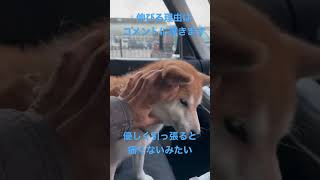 柴犬のほっぺが伸びる動画 #short #dog #犬 #shiba #shibainu #柴犬