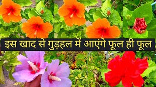 सर्दियों में हजारो फूल देने के लिए गुड़हल को ऐसे तैयार करिए ll how to take care hibiscus plant ll