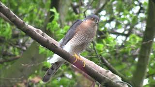 Eurasian Sparrowhawk (Accipiter nisus)