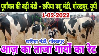 छपिया पशु मंडी गोरखपुर यूपी || chhapiya pashu mandi gorakhpur 2022 || hf farm uttar pradesh ||