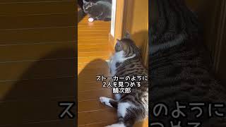 黒猫兄妹と遊んでほしい鯖次郎#保護猫 #猫の鯖次郎 #保護ねこのいる暮し #shorts