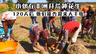 小伙在非洲带领村民开荒种花生，没想到120天后得到了大丰收！