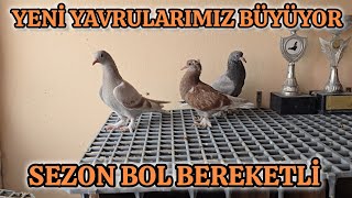 Teras Kümesimiz 4K Ful HD Yavrulara Maşallah Demeyi Unutmayın