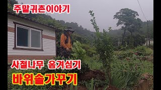 장마철 바위솔관리하기 사철나무 옴겨심기(주말귀촌이야기)