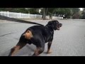 Rollerblading Rottweiler Rollerblading Rottweiler
