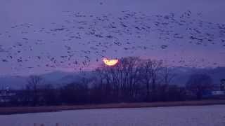 宮島沼マガン　夕陽に舞う