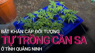 Quảng Ninh: Bắt khẩn đối tượng bán cần sa tự trồng | VTC Now