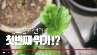 [후니네농장] 라넌큘러스(Ranunculus) 너 무슨일 있니?