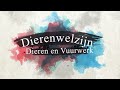 lvv infomercial dieren en vuurwerk