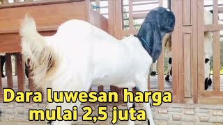 HARGA MULAI 2,5 JUTA KHUSUS LUWESAN‼️HARGA SESUAI SPEK MONGGO DIPINANG