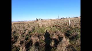 Solo pheasant hunt